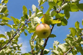 RZESZÓW: Dojrzewają już owoce w rzeszowskim Sadzie Miejskim! [FOTO, WIDEO]