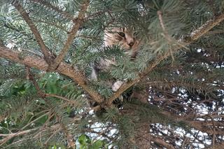 Gacek znalazł się w pułapce. Uratowała go suczka Roksana