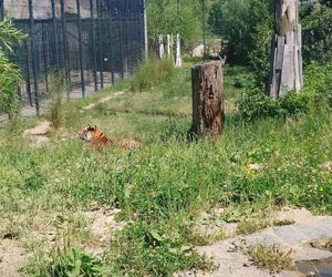 Młode tygrysy z opolskiego zoo szykują się do wielkiej podróży