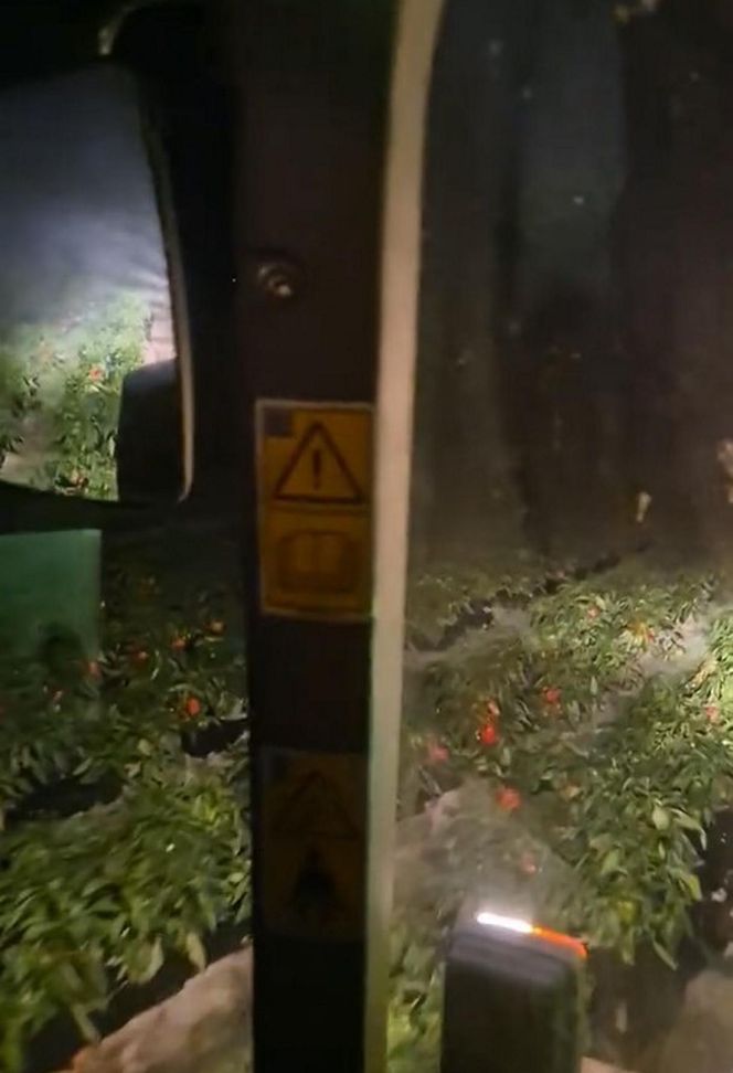 Rolnik rozdają paprykę za darmo! Ceny na skupie to dramat