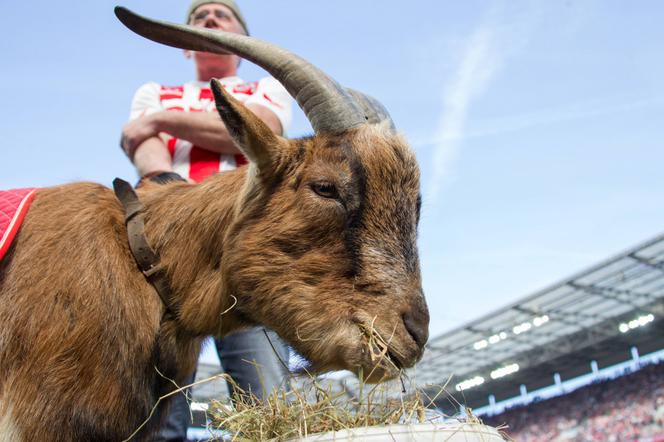 Kozioł dostał... zakaz stadionowy! To historyczna decyzja