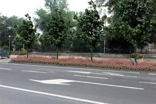Lublin: Przy Chopina i Sądowej znikają samochody. Będą drzewa