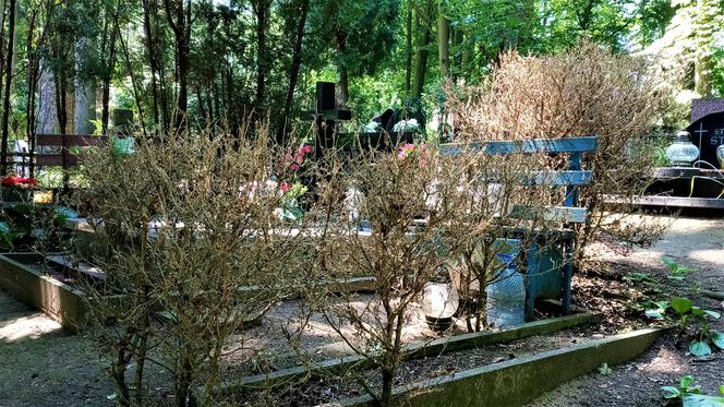 Ćma bukszpanowa zaatakowała w Szczecinie. Zagrożony jest największy cmentarz w Polsce! [ZDJĘCIA]