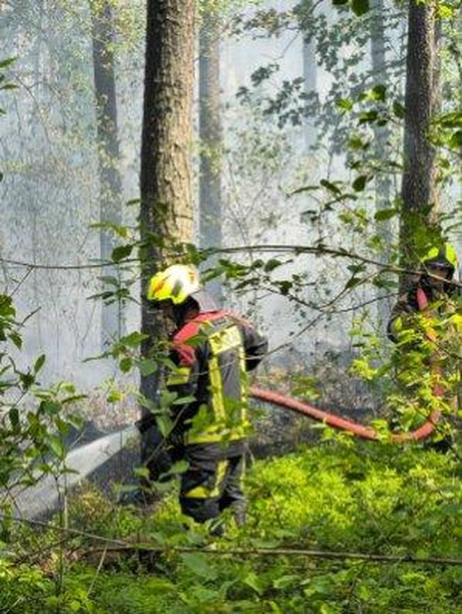 Pożar lasu w Snochowicach