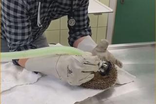 Wściekł się, bo wybudzili go ze snu