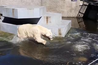 Harce w ZOO. Niedźwiedzie polarne poczuły już wiosnę