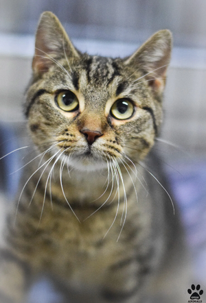 Kot do adopcji w zielonogórskim schronisku