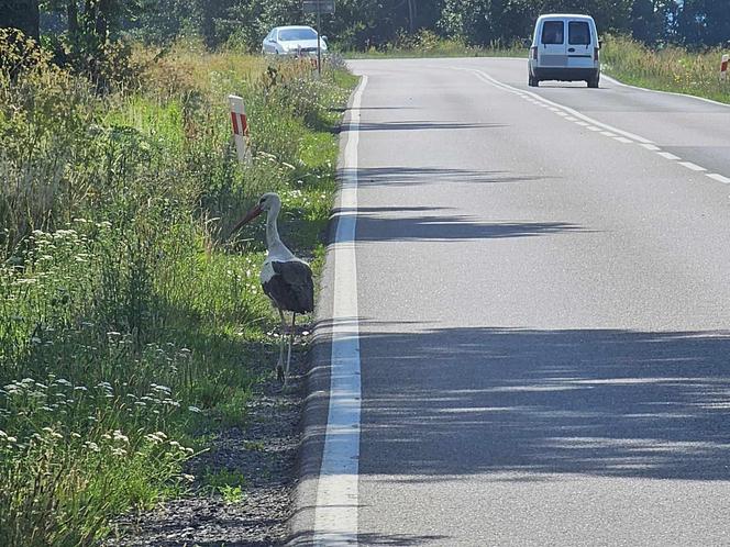 Bociany nietypowe zagrożenie na drodze.