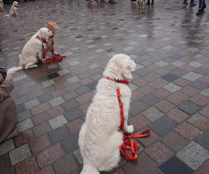 Golden Retriever WOŚP w Poznaniu