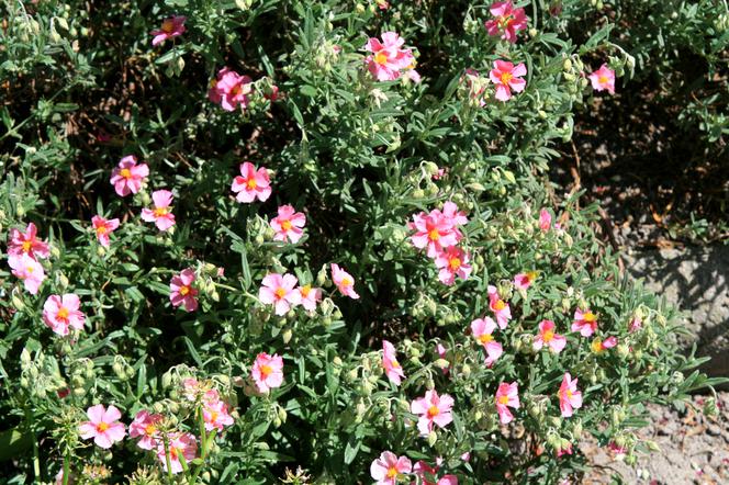 Posłonek ogrodowy - Helianthemum hybridum