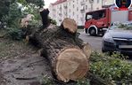 Drzewo spadło na sieć trakcyjną