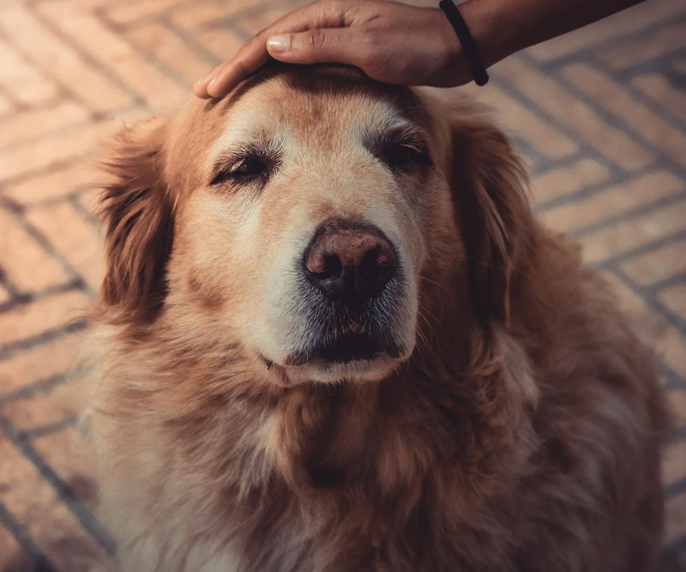Dziś Międzynarodowy Dzień Psa! Zróbcie swojemu prezent i ochrońcie go przed demencją