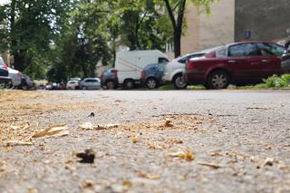 Pszczoły padają w Warszawie 