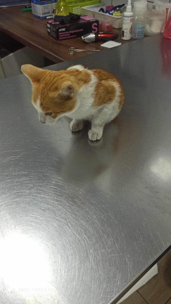 Rudy kot został potrącony przez samochód. Córka właścicieli mu nie pomogła, bo była pewna, że nie żyje
