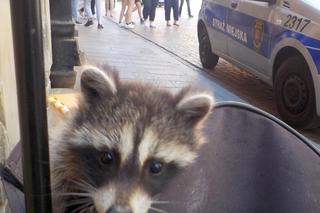 Mężczyzna męczył szopa i gołębie na Starym Mieście