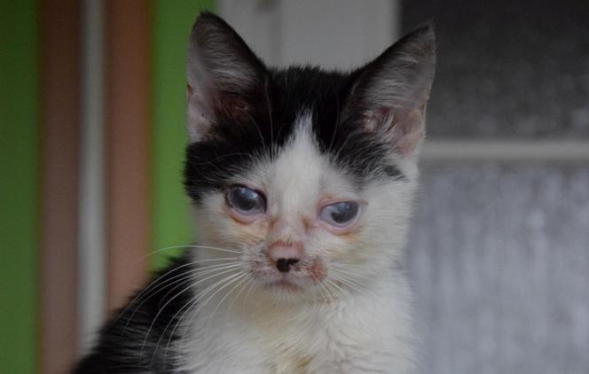 Nikita - kotka, która przechorowała koci katar