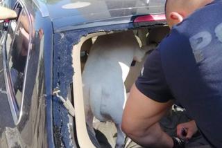 Zostawił psa w BAGAŻNIKU samochodu w pełnym słońcu! Zwierzę rozpaczliwie wyło!