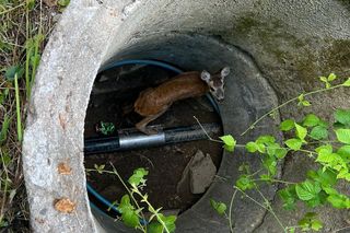 Druhowie z Iwonicza uratowali sarenkę. 