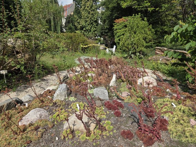 Letni spacer w zielonym sercu Bydgoszczy. Ogród Botaniczny UKW zaprasza!