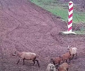 Alarm na granicy polsko-ukraińskiej. Przekroczyło ją... stado owiec