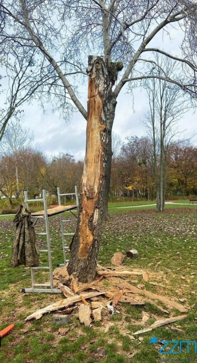 W Parku Jana Heweliusza powstają drewniane rzeźby