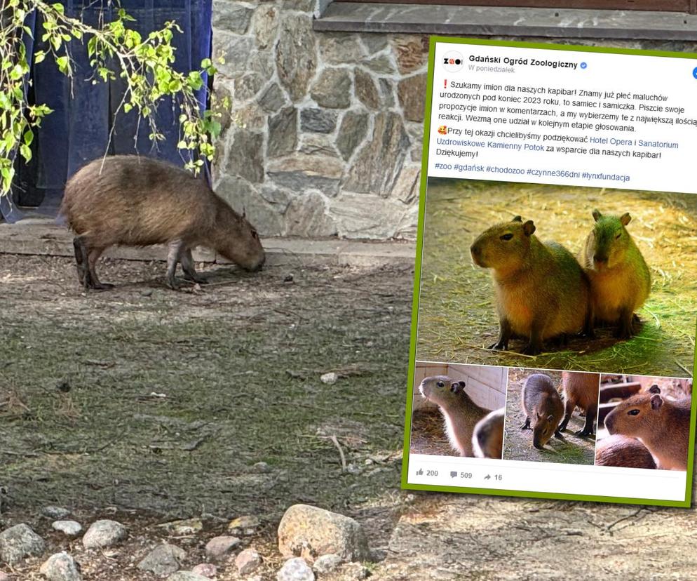 Kapibary z gdańskiego zoo