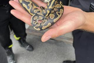 Ciekawski pyton królewski „Edek” wpadł w tarapaty. Na pomoc ruszyli strażacy z Lublina