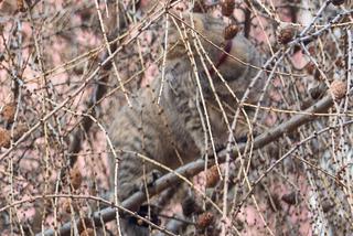 Kot fajtłapa wezwał strażaków.