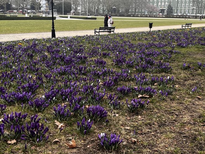 Krokusy w Szczecinie 