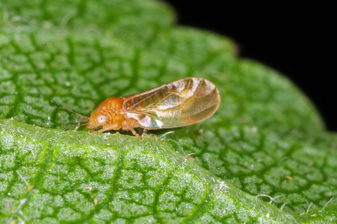 Miodówka gruszowa plamista (Cacopsylla pyri)