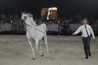 Święto koni arabskich w Janowie Podlaskim. Na aukcji Pride of Poland sprzedano konie za ponad 2,1 mln euro