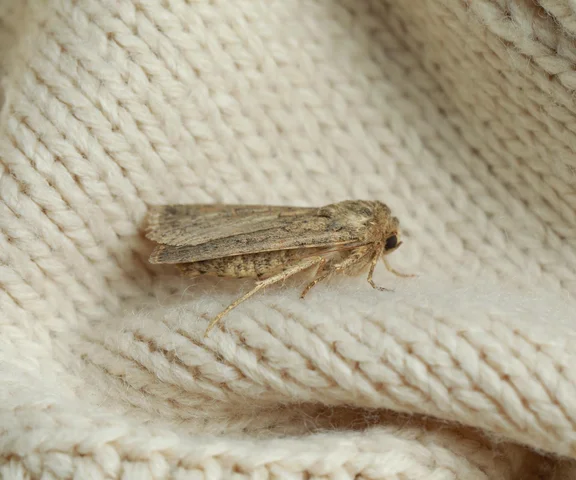 Wsyp do woreczków, zakropl i rozwieś w szafach. Mole ubraniowe wyniosą się szybciej niż światło. Sposób na mole w szafie