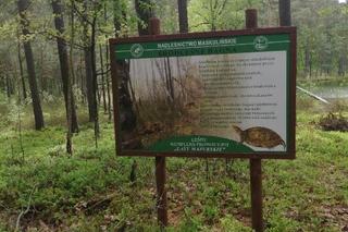 Nowa atrakcja na Mazurach. Otwarto ścieżkę prowadzącą do węzła obronnego