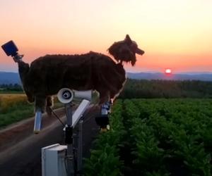 Mecha-wilki kontra niedźwiedzie. To nie film, to dzieje się naprawdę