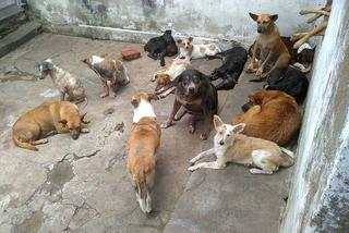 Psy na Kubie