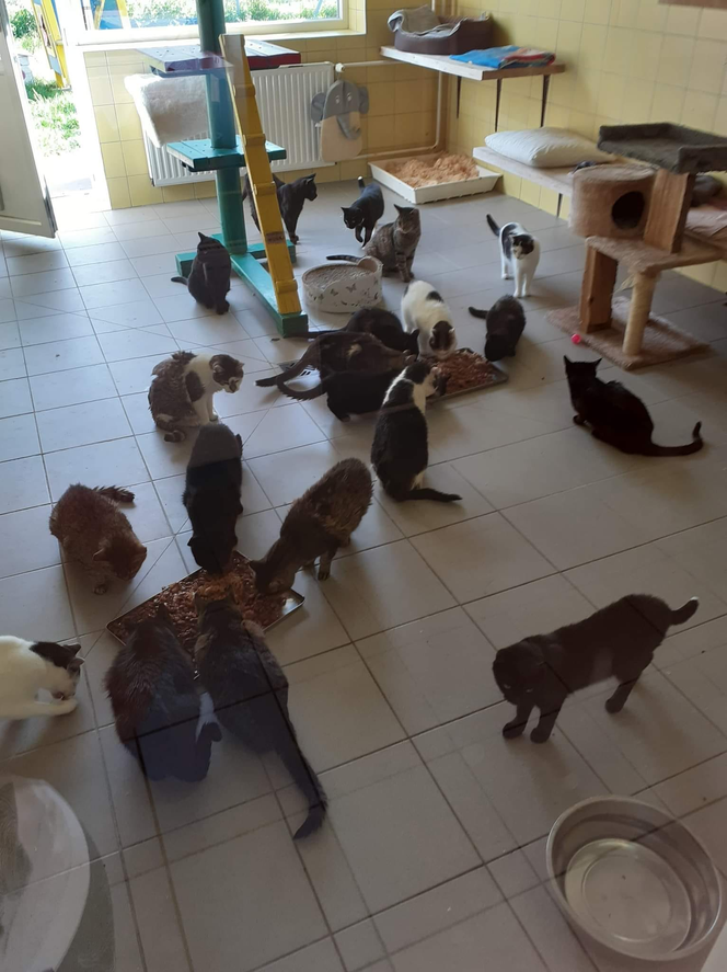 Koci dwupak. Te kociaki czekają na nowych opiekunów! [GALERIA]