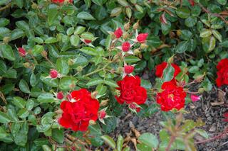 Róża ‘Meinaufeuer’ - Rosa ‘Meinaufeuer’