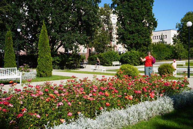 Ogród Rożany w Białymstoku w pełnym rozkwicie
