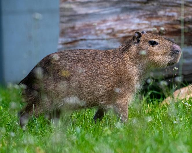 Nowi lokatorzy w łódzkim ZOO! To wielki powrót tych uwielbianych zwierząt