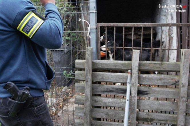 Na terenie Świętochłowic zrobili sobie mini-zoo. Zwierzęta były strasznie zaniedbane