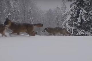 Rodzina wilków pokazała się w Beskidzie Żywieckim. Zobaczcie, jak zwierzęta przebijają się przez zaspy śniegu [WIDEO]