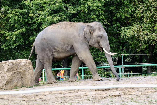 Dzień Dziecka w Śląskim Ogrodzie Zoologicznym