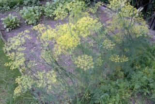 Koper ogrodowy - Anethum graveolens