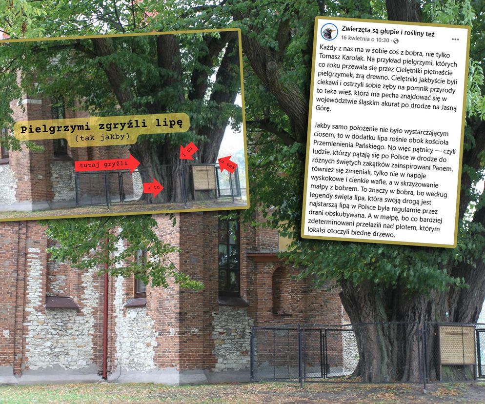 Zabytkowa lipa z Cielętnik