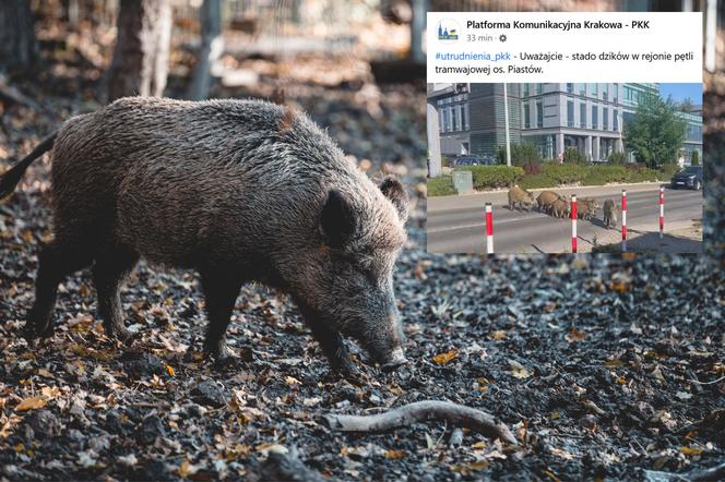 Takie rzeczy tylko w Krakowie! Stado dzików wybrało się na poranny spacer na osiedlu Piastów [WIDEO]