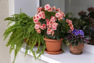 Wiosenne kwiaty na balkonie