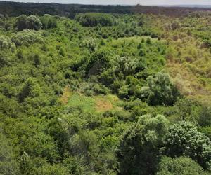 W czasie lotu zauważyli plantację konopi na obrzeżach Elbląga