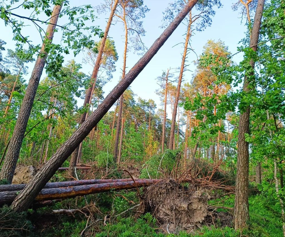 Po nawałnicach jest zakaz wstępu do lasów! Sprawdź gdzie