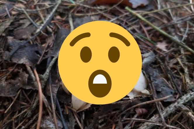 Dziwny grzyb wyglądający jak UFO! Takie cudo można znaleźć w polskich lasach [ZDJĘCIA]