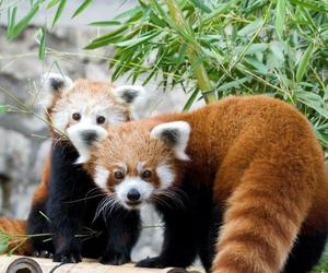 Niezwykłe narodziny w krakowskim ZOO. To pierwszy taki przypadek w tym ogrodzie zoologicznym 